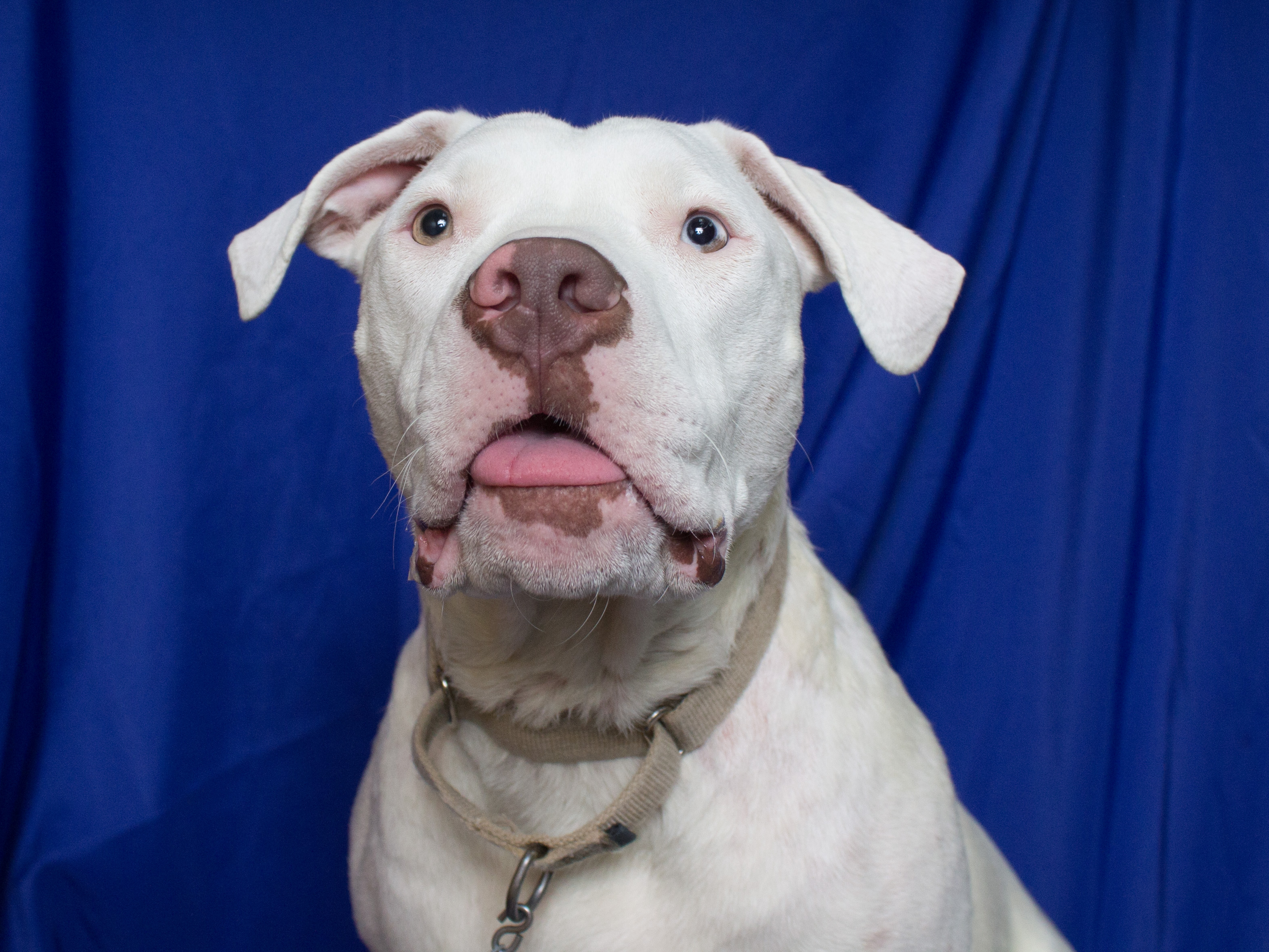 Harrison the deaf puppy sticking out his tongue